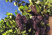 Grapes
