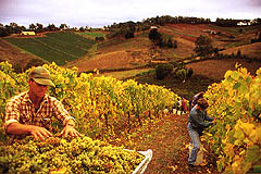 Grape Pickers