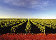 vineyard